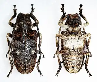 Crossotus tubericollis