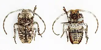 Crossotus vagepictus