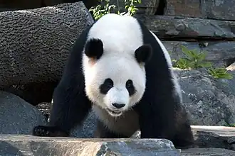 Reuzenpanda