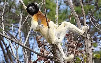 Kroonsifaka (Propithecus coronatus