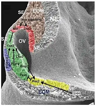 Muisembryo 9,5 dag oud. Behalve in het lensplacodegebied worden het neurale ectoderm (NE) en het oppervlakte ectoderm (SE) gescheiden door het extra-oculaire mesenchym (EOM). In het neurale ectoderm zijn het vermoedelijke retinaal pigmentepitheel (RPE), het neurale netvlies (NR) en de oogzenuw respectievelijk rood, groen en geel gekleurd. De lensplacode is blauw gekleurd. OV, Oogblaasje.