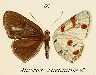 Anteros cruentatus