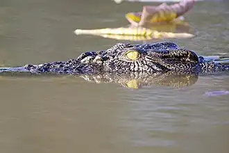 Nationaal park Mary River