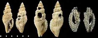 Cryoturris lavalleana