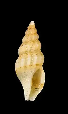 Cryoturris quadrilineata