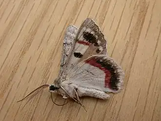 Crypsiphona ocultaria