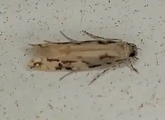 Crypsitricha agriopa