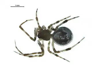 Cryptachaea canionis