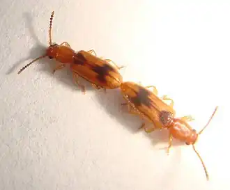 Cryptamorpha desjardinsi