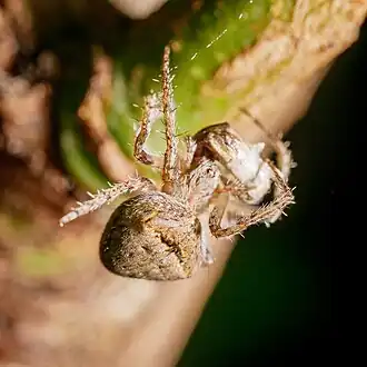 Cryptaranea albolineata