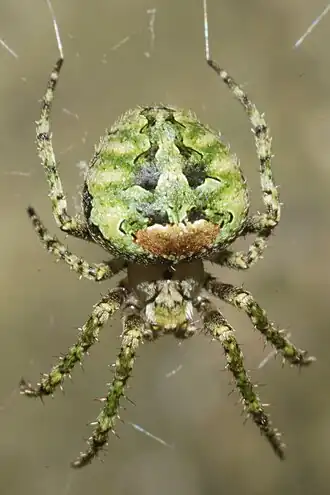 Cryptaranea subcompta