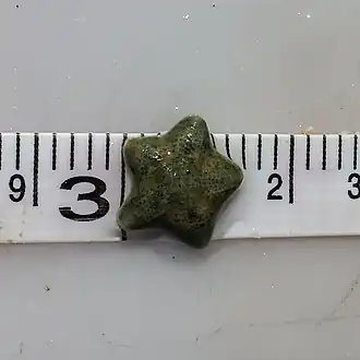 Cryptasterina hystera