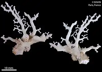 Crypthelia cryptotrema