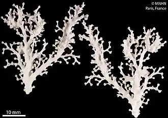 Crypthelia stenopoma