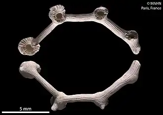 Crypthelia vascomarquesi