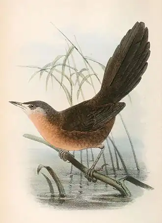 Victorins struikzanger