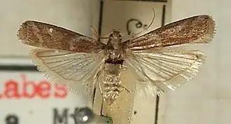Cryptoblabes gnidiella