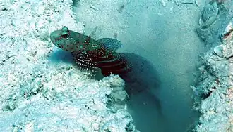 Cryptocentrus caeruleopunctatus