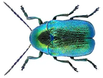 Cryptocephalus aureolus