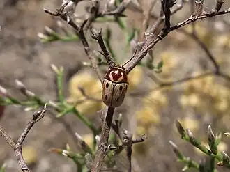 Cryptocephalus bahilloi