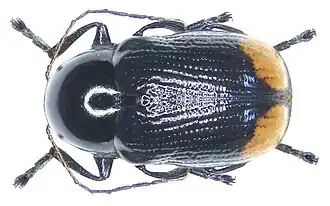 Cryptocephalus biguttatus