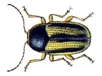 Cryptocephalus bilineatus