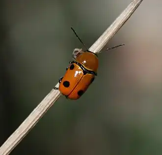 Cryptocephalus pominorum