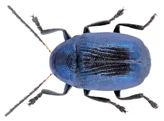 Cryptocephalus janthinus