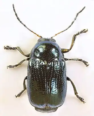 Cryptocephalus parvulus