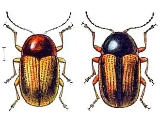 Cryptocephalus pygmaeus