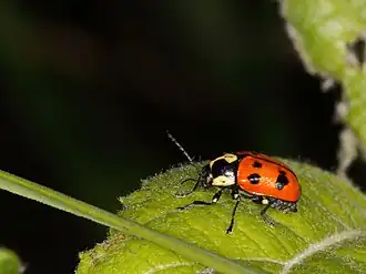 Cryptocephalus magnus