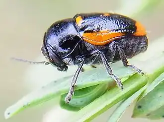 Cryptocephalus sexpustulatus