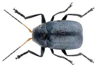 Cryptocephalus villosulus