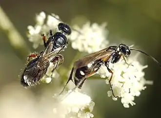 Bonte rouwrandspinnendoder