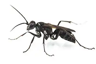 Cryptocheilus hispanicus