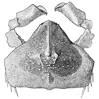 Cryptocnemus stimpsoni
