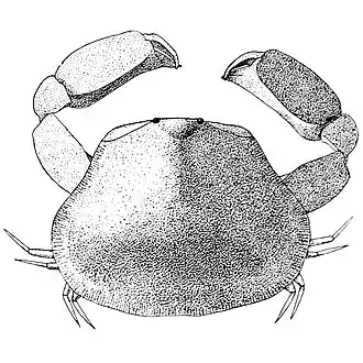 Cryptocnemus trapezoides