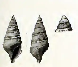 Cryptodaphne affinis