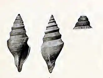 Cryptodaphne gradata