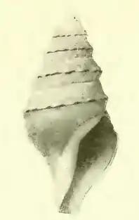 Cryptogemma chrysothemis