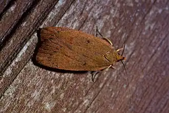 Cryptolechia rhodobapta