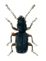 Cryptolestes corticinus