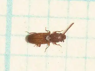 Cryptolestes duplicatus