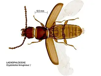 Cryptolestes ferrugineus