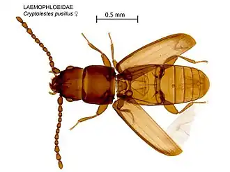 Cryptolestes pusillus