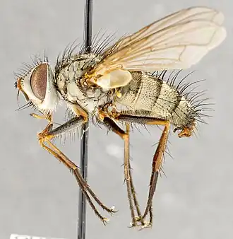 Cryptomeigenia muscoides