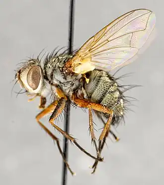 Cryptomeigenia nigripes