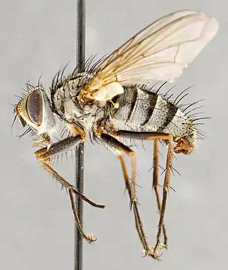 Cryptomeigenia theutis