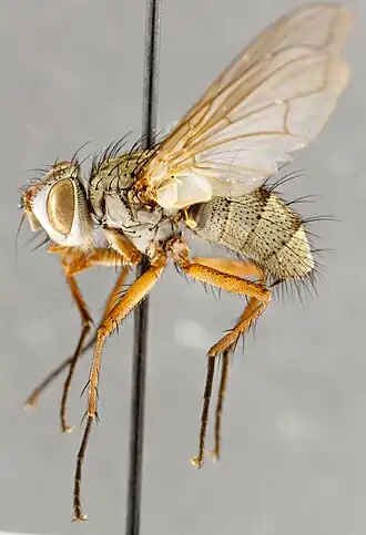 Cryptomeigenia triangularis