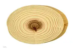 Dwarsdoorsnede van de stam